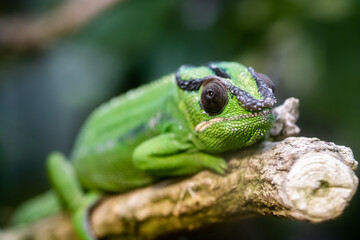 Pantherchamäleon (Furcifer pardalis)