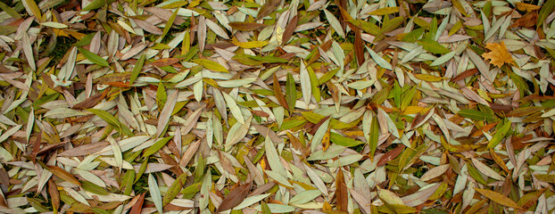 Colored leaves background. Autumn background.