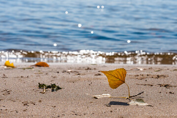 Fototapeta na wymiar A branch with a dry autumn leaf lies on a sandy seashore, small waves roll onto the shore