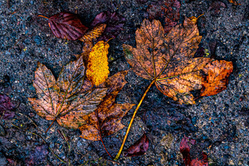 Herbst buntes Laub Blätter Waldboden im Matsch