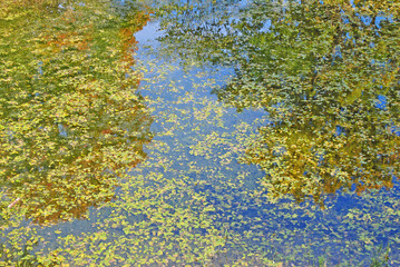 Fallen leaves in the pond