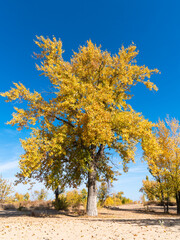 Big beautiful tree with autumn yellow leaves on the sandy shore