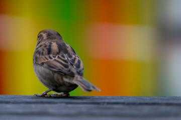 Spatz vor farbigem Hintergrund