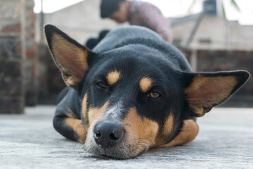 Lying black dog looking at the camera with half open eyes keeping his ears straight.