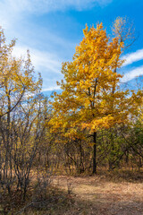 Fototapeta premium Large oak tree with yellowing leaves in the forest road on a clear autumn day