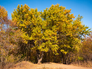 Naklejka premium Large oak tree with yellowing leaves in the forest road on a clear autumn day