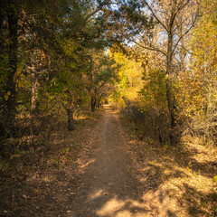 Path in the autumn forest among the trees with yellow leaves lit by the sun
