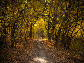 Path in the autumn forest among the trees with yellow leaves lit by the sun