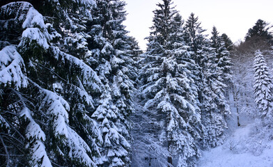Fototapeta na wymiar snow covered pine trees