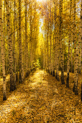 Fototapeta na wymiar Rows of tall birches in an autumn park with the ground covered with leaves, a sunny autumn day in a birch grove