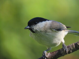 Marsh tit (Poecile palustris) perching on a beautiful tree branch. Beautiful marsh tit perching peeking behind tree trunk.