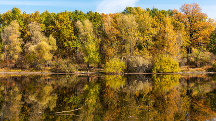 A beautiful autumn landscape - the shore of a forest lake, overgrown with trees with autumn golden leaves and a blue sky that are reflected in clear water