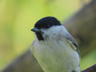 Marsh tit (Poecile palustris) perching on a beautiful tree branch. Beautiful marsh tit perching peeking behind tree trunk.
