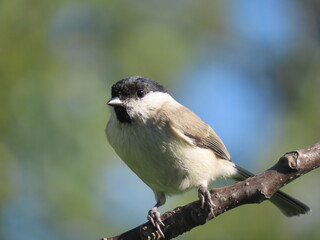 Marsh tit (Poecile palustris) perching on a beautiful tree branch. Beautiful marsh tit perching peeking behind tree trunk.