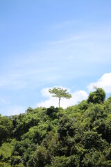 Obraz premium tree in the mountains