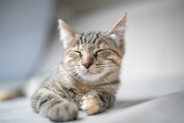 Portrait of a gray tabby kitten in the studio, close-up.