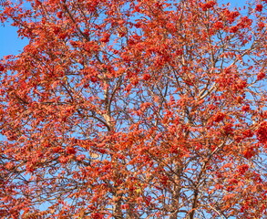 Bright red autumn rowan berries on  background of blue sky