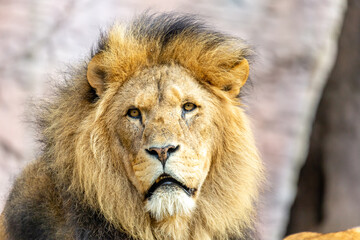 portrait of a lion