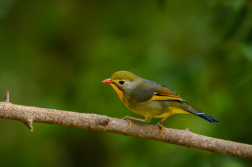 red-billed Leiothrix