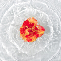 Beautiful rose petals macro with drop floating on surface of the water close up.