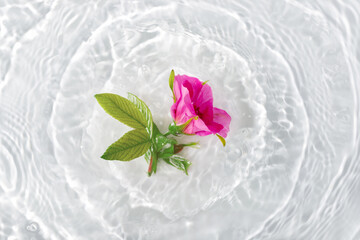 Beautiful rose petals macro with drop floating on surface of the water close up.