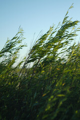 Tall green grass against blue sky 