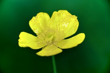 Florale Textur als Hintergrund mit unterschiedlichen Farben und Formen einer Pflanzlichen Gestalt...