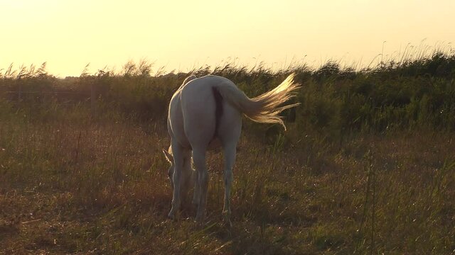 The famous White Horses of the Camargue in the early morning sun