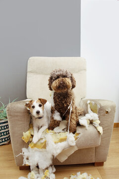 Two guilty dogs after bite and destroy a sofa with innocent expression.