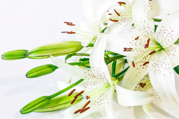 Bouquet of white Lily flowers on a white background