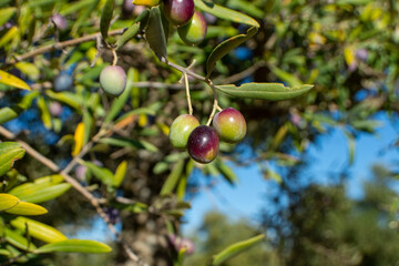 Aceitunas madurando en el olivar