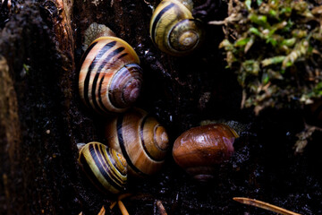 macro photo of a snail in the forest