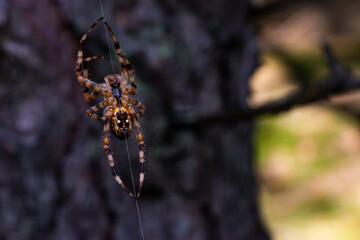 Dark macro photo of a hunting spider