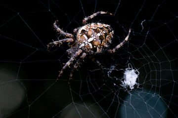 Dark macro photo of a hunting spider