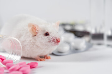 Small experimental mouse in the laboratory