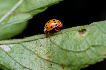 Macro photo of a ladybug walking on a leaf