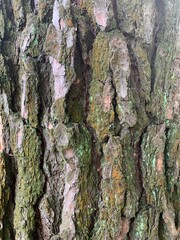 tree texture