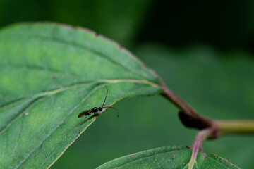 small insect perched on a leaf