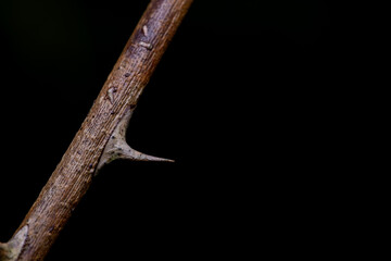Twig with a thorn on a black background