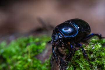 Macro photo of a blue beetle on the moss