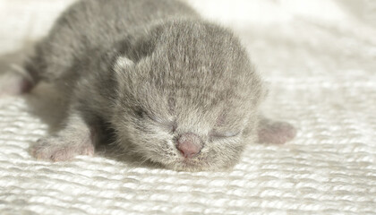 A small newborn British shorthair kitten sleeps sweetly on a white knitted bedding. The kitten is about one week old. Selective focus. - Powered by Adobe