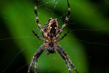 macro photo of a hunting spider in the grass