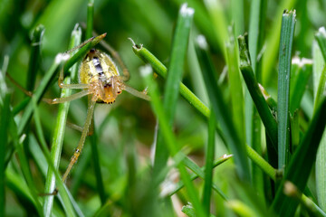 macro photo of a hunting spider in the grass