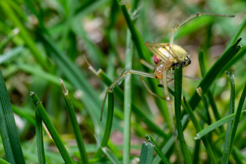 macro photo of a hunting spider in the grass