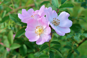 Rosa canina Hundsrose oder Hagebutte
