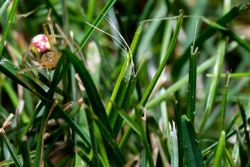 macro photo of a hunting spider in the grass