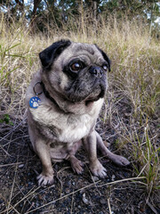 Pug Dog in the outdoors