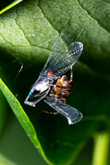 macro photo of a spider that has hunted a dragonfly under a leaf