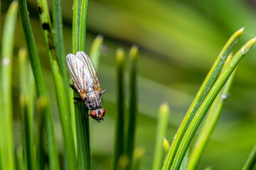 A macro photograph of a fly sitting on a blade of grass