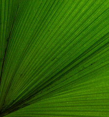 structure of the big leaf of a tropical plant